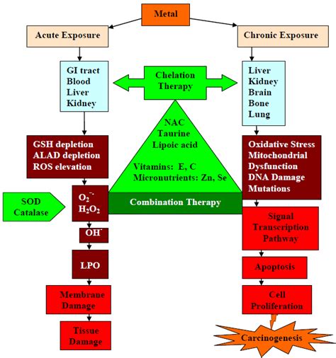 Acute and chronic exposure symptoms of metal toxicity and possible... | Download Scientific Diagram