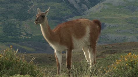 guanaco - Kids | Britannica Kids | Homework Help