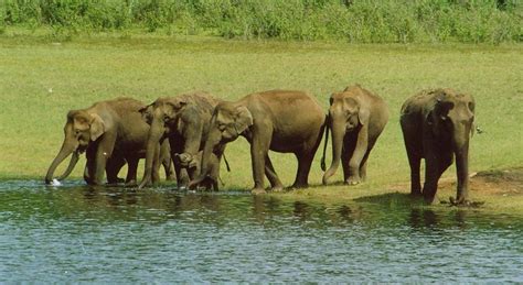 Periyar Wildlife Sanctuary - Top 10 Places To Visit In Kerala | Thats My Top 10