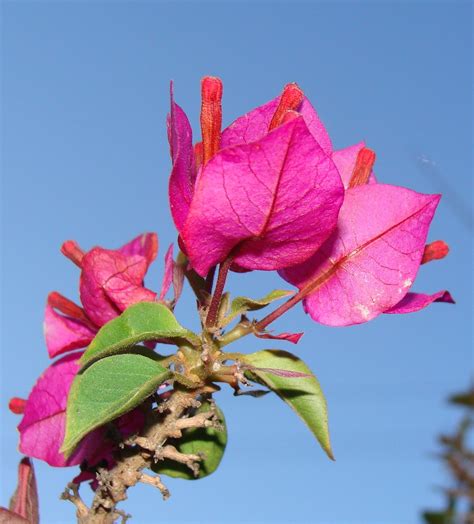 Magenta bougainvillea colored leaves, around buds, against… | Flickr