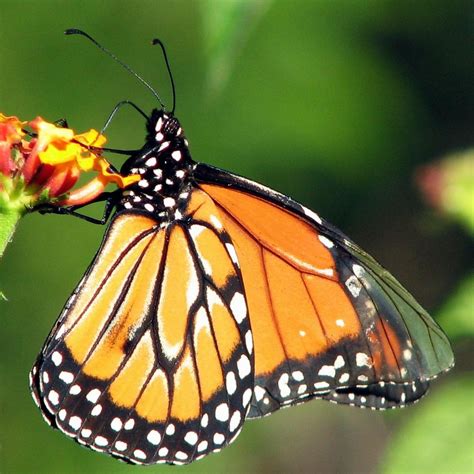 CONOCIENDO MAS: MARIPOSAS EXÓTICAS