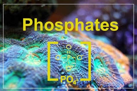 Phosphates in Reef Tanks - Shrimp and Snail Breeder