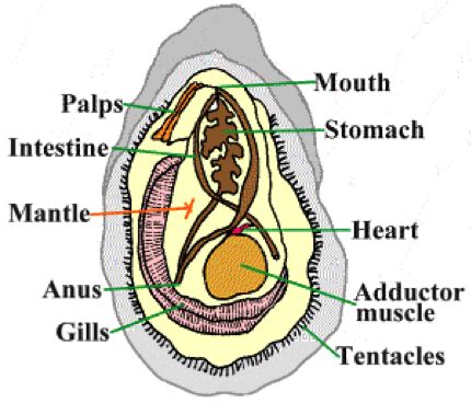 Oysters—how much do we actually know? | Virginia Institute of Marine Science