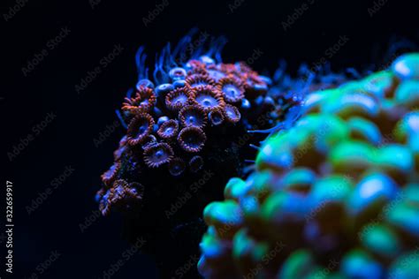 Pretty anemones in sea coral reef aquarium motion nature Stock Photo | Adobe Stock