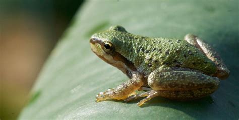 Why Amphibians Have Moist Skin? - AMPHIPEDIA