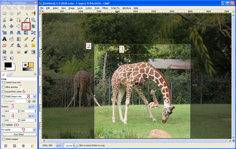 Clown Fish Cafe: GIMP 2.8 Tutorial: Which Tool Should I Use to Crop a Photo? — Part 1