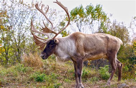 Woodland Caribou - Nature Canada