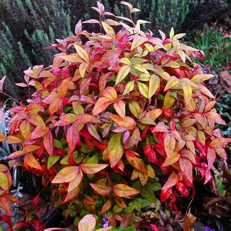 Nandina domestica – celeste bamboo, divine bamboo, sacred bamboo – Quinta dos Ouriques