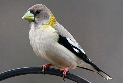 Grosbeak - Alchetron, The Free Social Encyclopedia