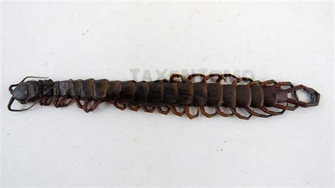 Scolopendra gigantea