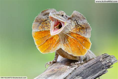 Types Of Lizards List: Pictures & Facts On Amazing Lizard Species