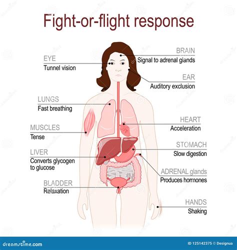 Fight-or-flight Response. Stress Response System Stock Vector - Illustration of axis, endocrine ...