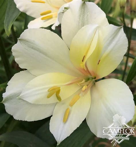 Alstroemeria White | CamFlor, Inc.