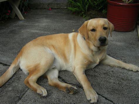 Lab Rescue | The Labrador Club