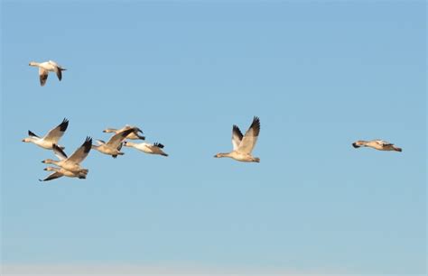 Snow Geese at Saint-Vallier – Evidentia Channel