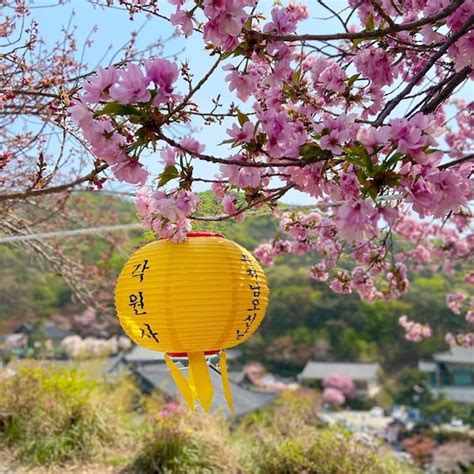 King Cherry Blossom, Tulip Festival and Suwon Hwaseong