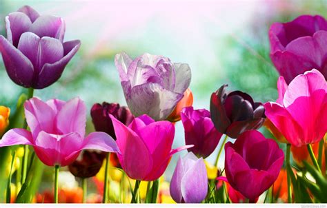 Spring Wallpapers HD download free