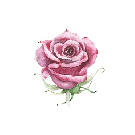 Premium Vector | Watercolor maroon burgundy rose bud flower plant