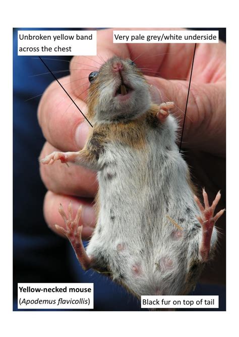 Britain's Smallest Mouse Found at Denmark Farm - Denmark Farm ...