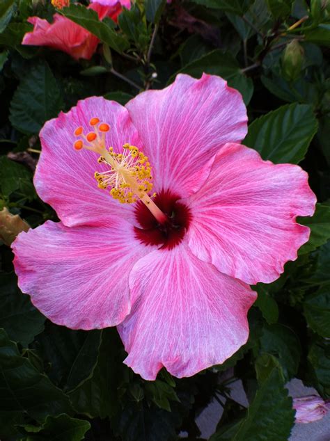 Hibiscus ~ Florida state flower Hibiscus Plant, Hibiscus Flowers, Tropical Flowers, Florida ...