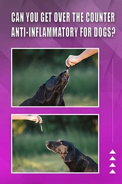 Common Questions About Anti Inflammatory Medication For Dogs