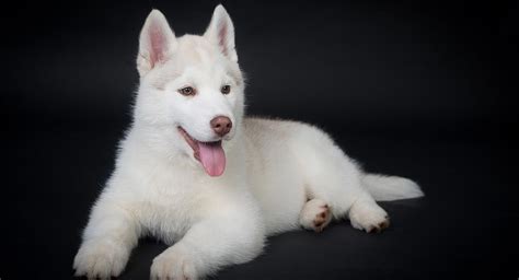 Husky branco: uma raça verdadeiramente impressionante Wooly Siberian Husky, Siberian Husky ...