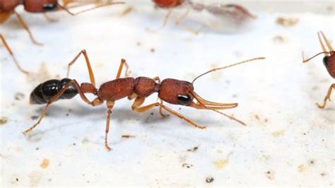 These ant queens live 500% longer than workers. Now we know why. | Live ...