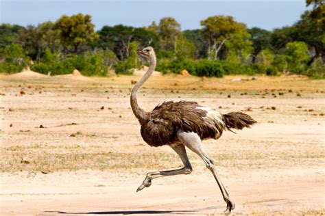 Is it true that the ostrich buries its head in the ground?