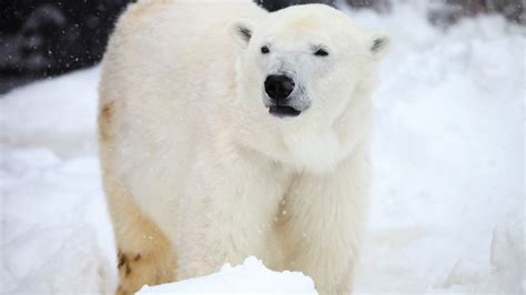 Día Internacional del Oso Polar: 4 datos curiosos de este animal en ...