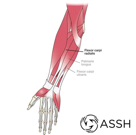 Anatomy 101: Wrist Muscles and Forearm Muscles - The Handcare Blog