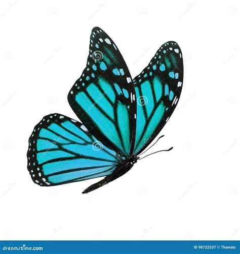 Blue Monarch Butterfly Royalty-Free Stock Photo | CartoonDealer.com ...