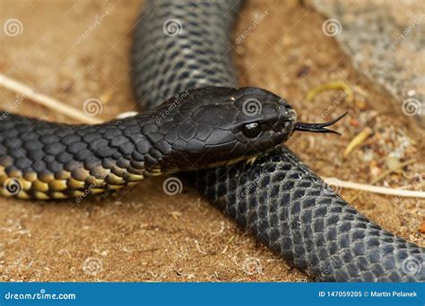 Tiger Snake - Notechis Scutatus Highly Venomous Snake Species Found in Australia, Tasmania ...