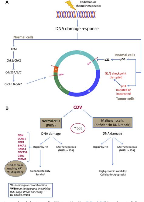 Figure 9 from Insights into the mechanism of action of cidofovir and other acyclic nucleoside ...