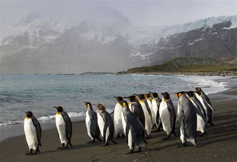 King Penguin Colony, Gold Harbour Stock Image - Image of contrast ...