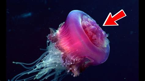 Real Jellyfish : Jellyfish Taking Over Oceans Experts Warn Cnn Travel ...