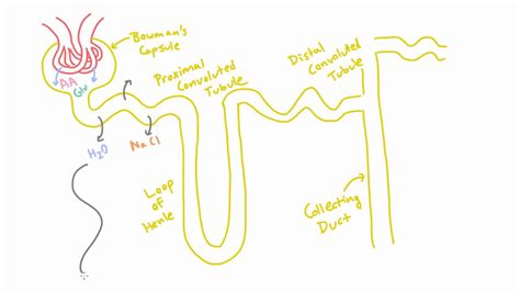 Reabsorption in the Nephron - YouTube