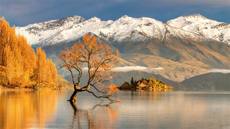 How to find 'That Wanaka Tree' in Wanaka, New Zealand - The World and Then Some