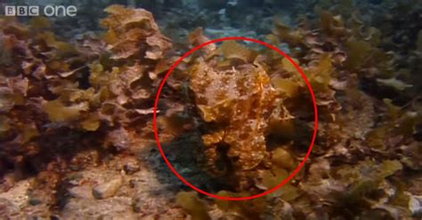 Exploring the Adaptive Camouflage of Cuttlefish » TwistedSifter