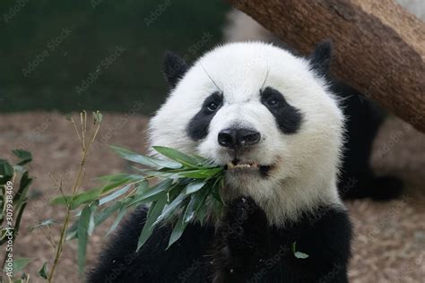 Panda Eating Stock Photo | Adobe Stock