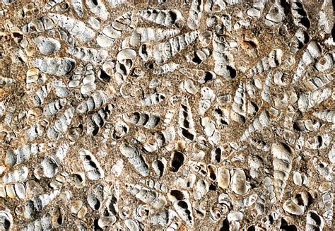 Limestone With Turritella Shell Fossils Photograph by Dirk Wiersma