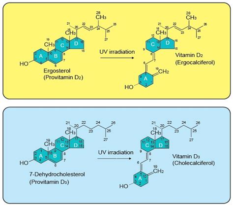 The structure of vitamin D2, vitamin D3, and their precursors. The ...