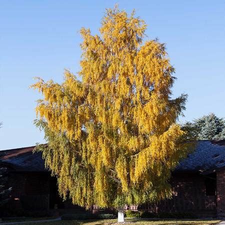 Cutleaf Weeping Birch | Grasshopper Gardens