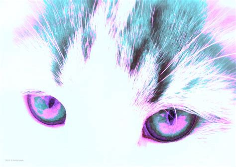 Purple Cat Eyes Photograph by Anita Lewis | Pixels