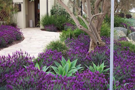 drought tolerant garden with lavender - Google Search | Drought ...