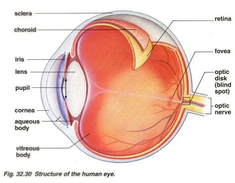 Human eye diagram