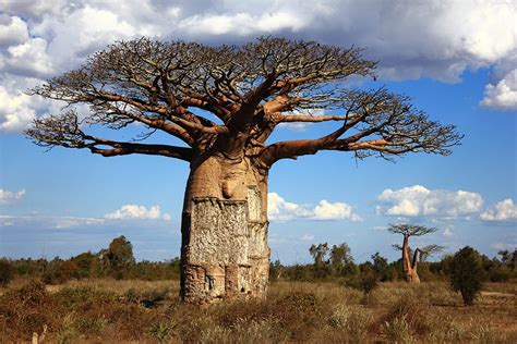 Fun Facts about the Baobab Tree - Secret Africa