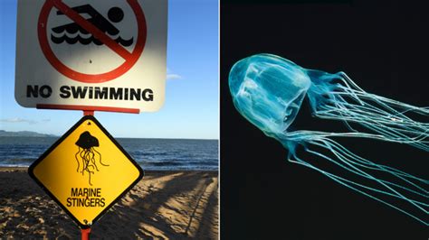 Box jellyfish: New antidote trial for one of Australia's most venomous ...