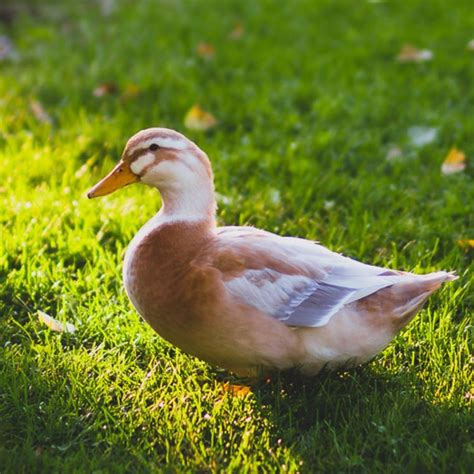 Saxony Ducks {Everything You Want To Know} - The Peasant's Daughter