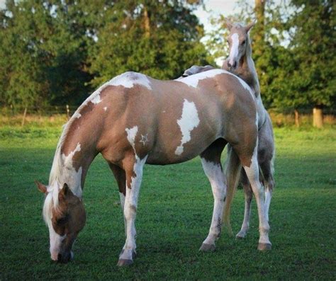 203 best Horse Color Galore: Tobiano images on Pinterest | Beautiful ...