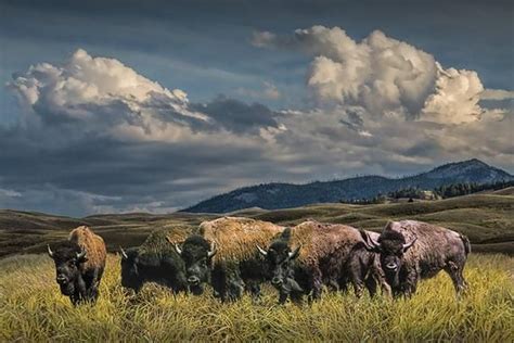 a herd of bison grazing on top of a lush green field under a cloudy sky